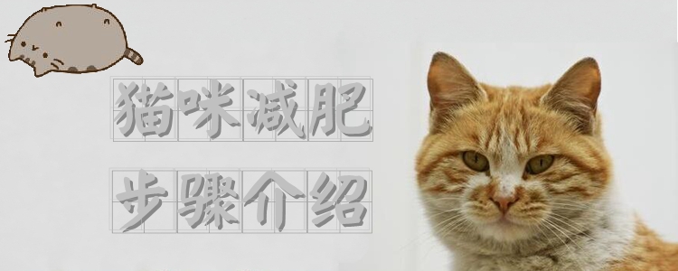 貓咪減肥步驟介紹