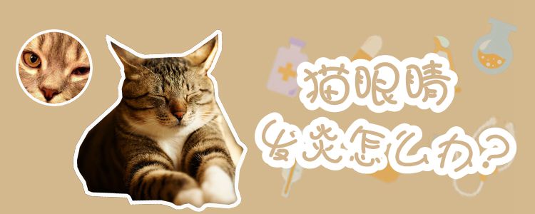 貓眼睛發(fā)炎怎么辦