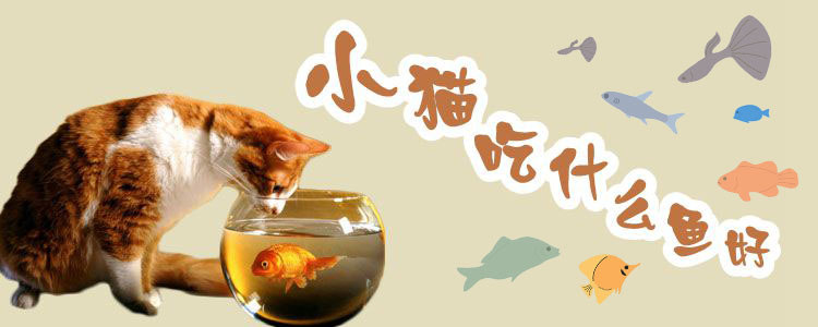 小貓吃什么魚好