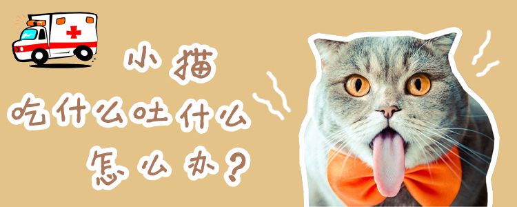 小貓吃什么吐什么怎么辦