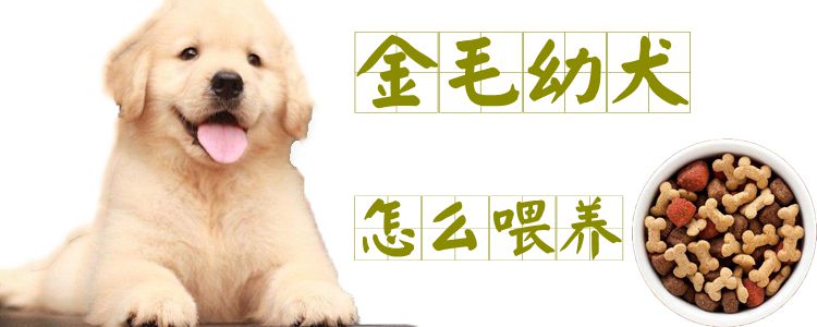 金毛幼犬怎么喂養(yǎng)