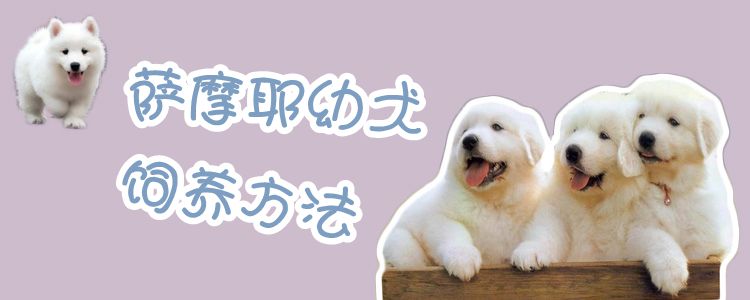 薩摩耶幼犬飼養(yǎng)方法