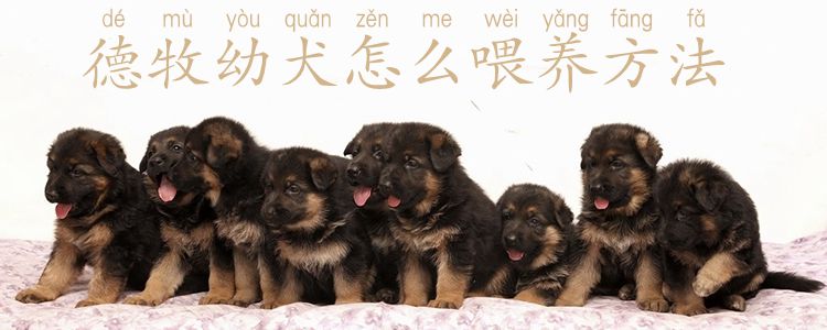 德牧幼犬怎么喂養(yǎng)方法1