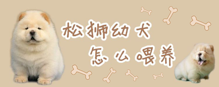 松獅幼犬怎么養(yǎng)