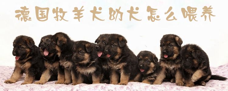 ?德國牧羊犬幼犬怎么喂養(yǎng)