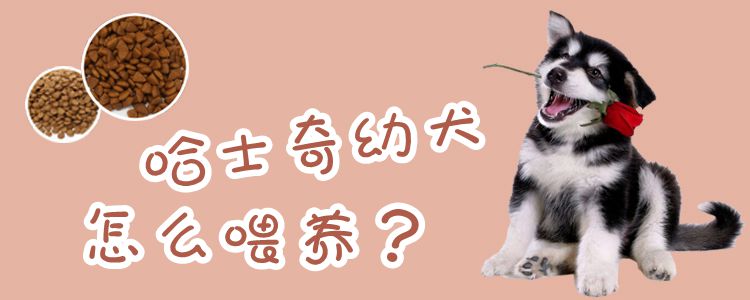 哈士奇幼犬怎么養(yǎng)