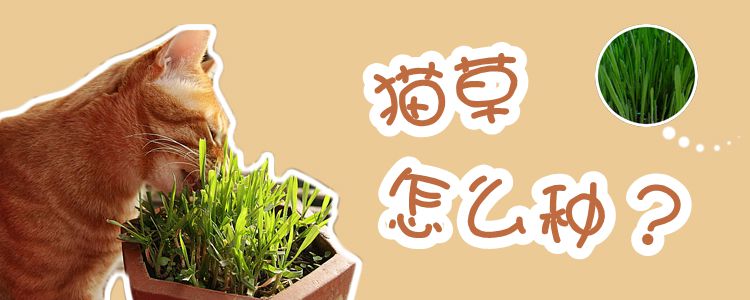 貓草怎么種