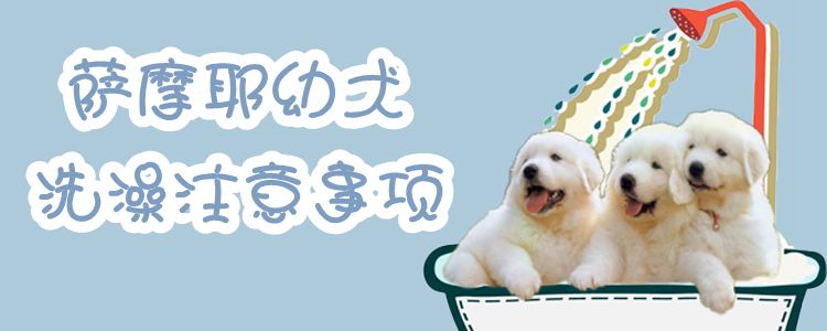 薩摩耶幼犬洗澡注意事項(xiàng)