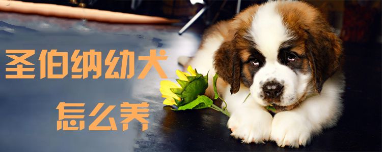 圣伯納幼犬怎么養(yǎng)0