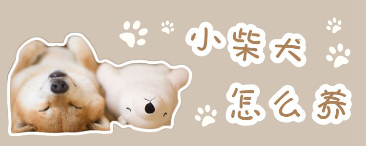 小柴犬怎么養(yǎng)