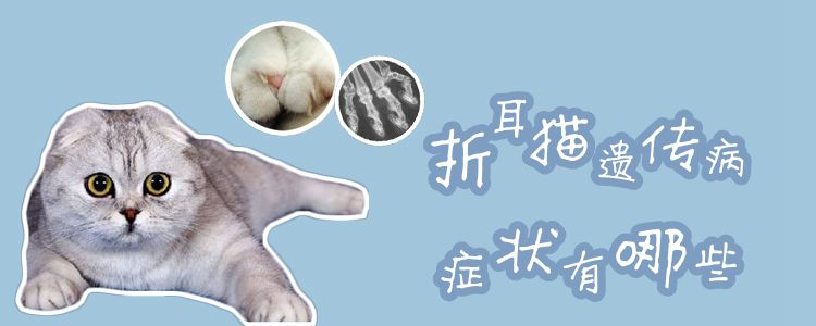 折耳貓遺傳病癥狀有哪些