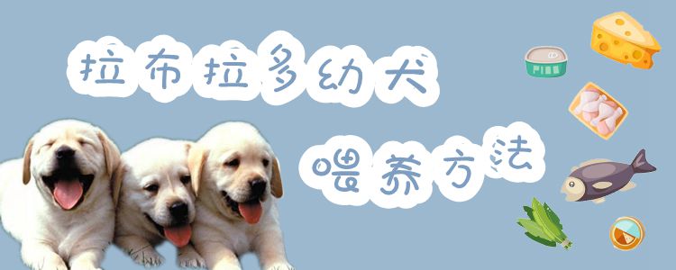 拉布拉多幼犬喂養(yǎng)方法