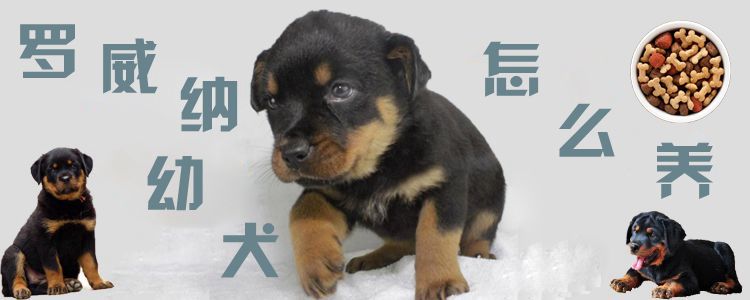 羅威納幼犬怎么養(yǎng)
