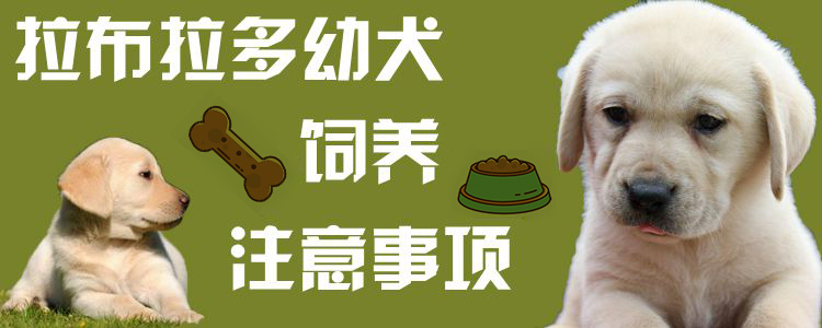 拉布拉多幼犬飼養(yǎng)注意事項(xiàng)
