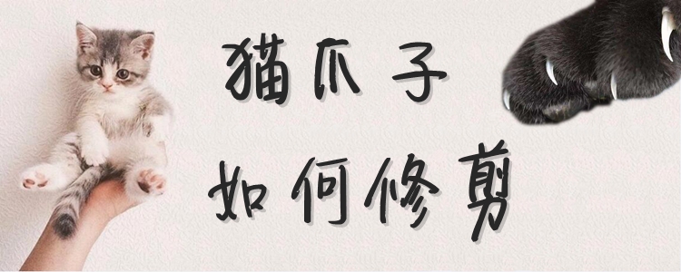 貓爪子如何修剪