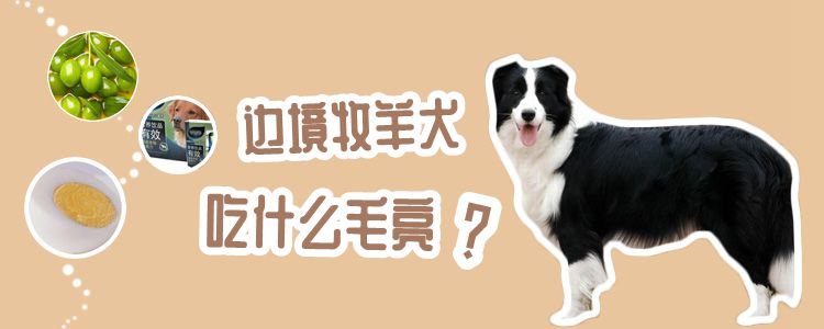 邊境牧羊犬吃什么毛亮