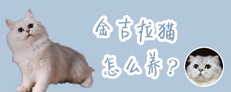 金吉拉貓怎么養(yǎng)