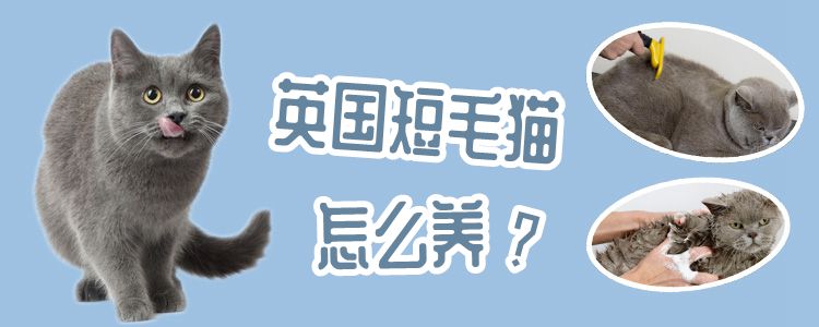 英國(guó)短毛貓?jiān)趺答B(yǎng)