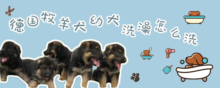 德國牧羊犬幼犬洗澡怎么洗