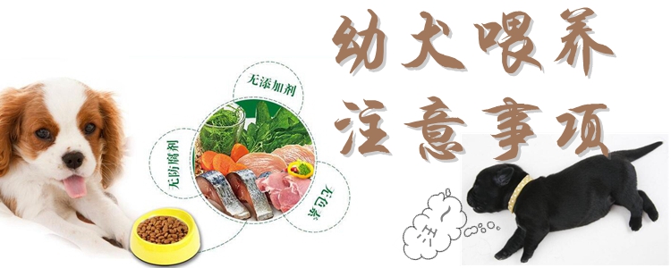 幼犬喂養(yǎng)有什么注意事項(xiàng)