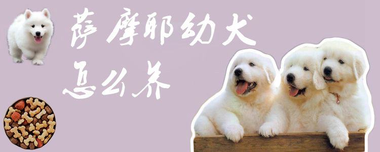 薩摩耶幼犬怎么養(yǎng)