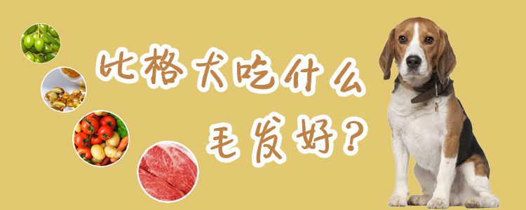比格犬吃什么毛發(fā)好