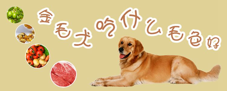 金毛犬吃什么毛色好