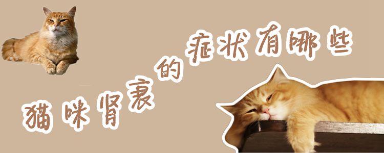 貓咪腎衰的癥狀有哪些