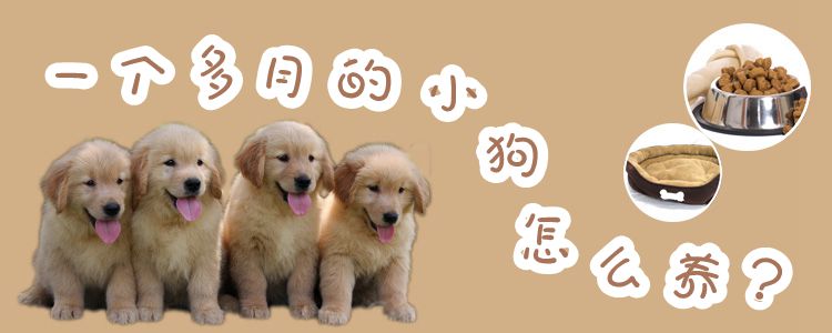 一個多月的小狗怎么養(yǎng)