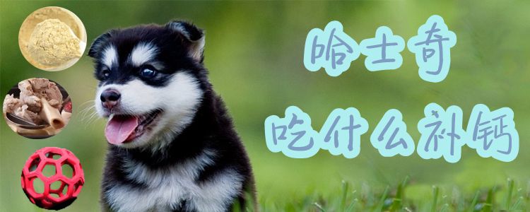 哈士奇吃什么補(bǔ)鈣