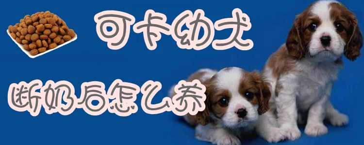 可卡幼犬?dāng)嗄毯笤趺答B(yǎng)