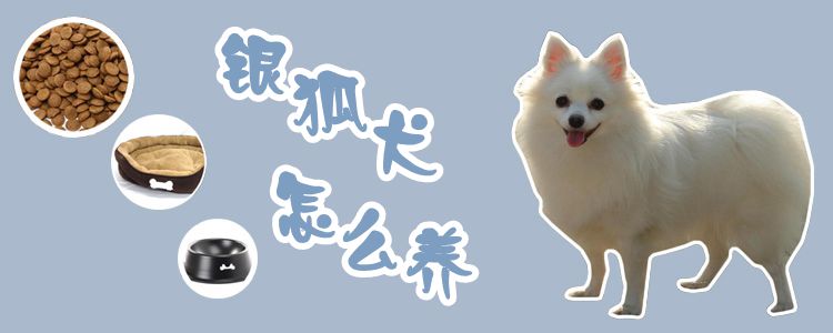 銀狐犬怎么養(yǎng)