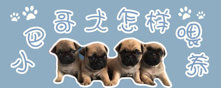 小巴哥犬怎樣喂養(yǎng)