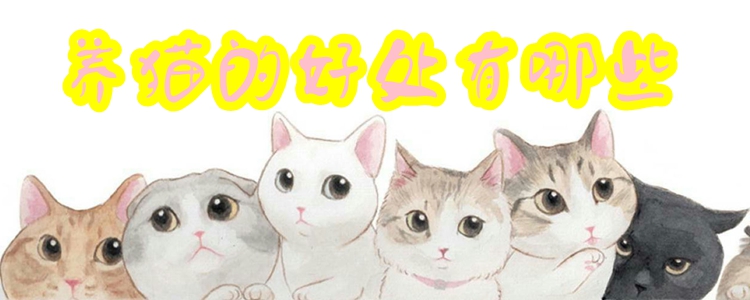 養(yǎng)貓的好處有哪些