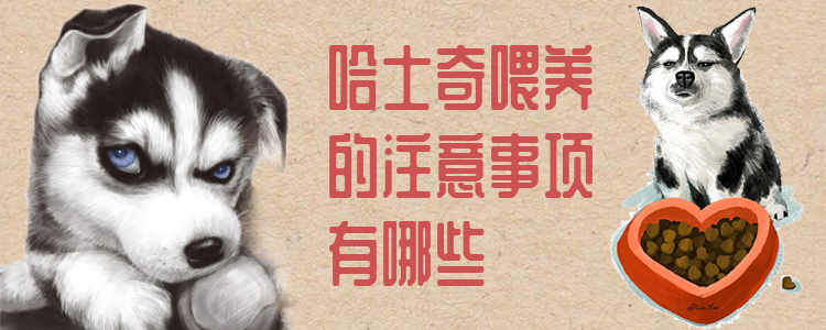 哈士奇喂養(yǎng)的注意事項有哪些