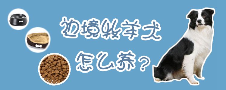 邊境牧羊犬怎么養(yǎng)