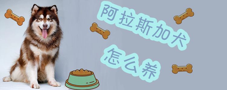 阿拉斯加犬怎么養(yǎng)