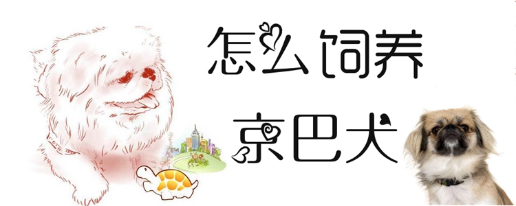 怎么飼養(yǎng)京巴犬