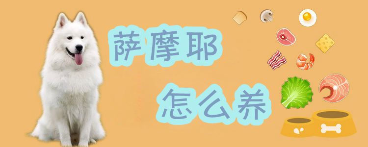 薩摩耶怎么養(yǎng)