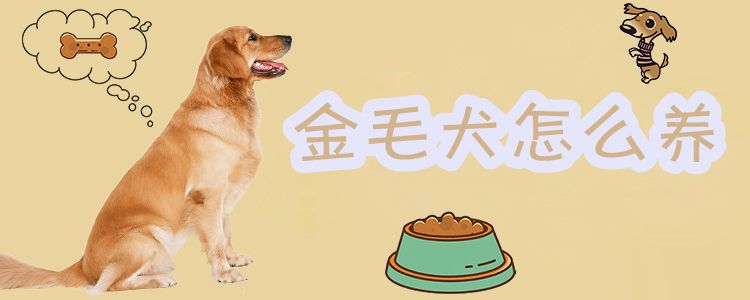 金毛犬怎么養(yǎng)