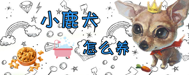 小鹿犬怎么養(yǎng)