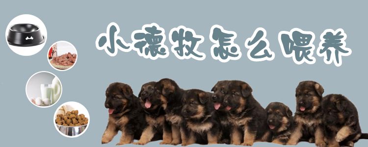 小德牧怎么喂養(yǎng)