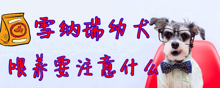 雪納瑞幼犬喂養(yǎng)要注意什么