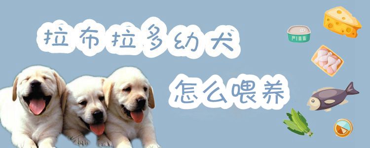 拉布拉多幼犬怎么喂養(yǎng)