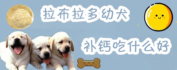 拉布拉多幼犬補鈣吃什么好