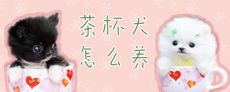 茶杯犬怎么養(yǎng)
