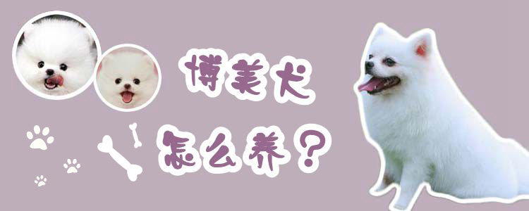 博美犬怎么養(yǎng)