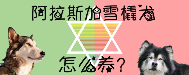 阿拉斯加雪橇犬怎么養(yǎng)