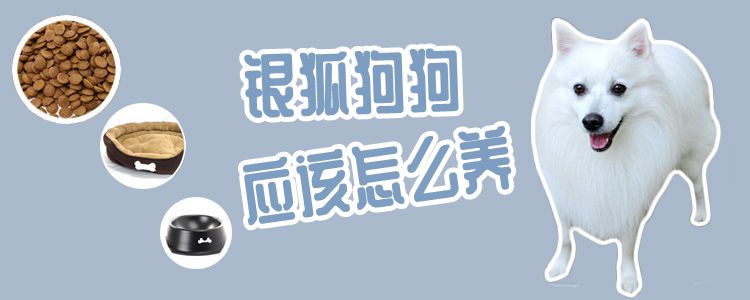 銀狐狗狗應(yīng)該怎么養(yǎng)