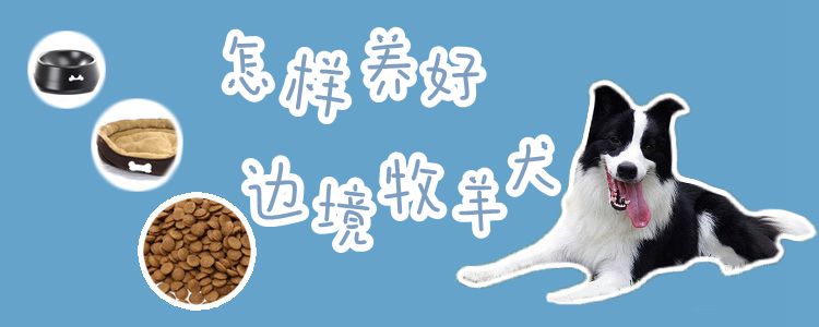 怎樣養(yǎng)好邊境牧羊犬